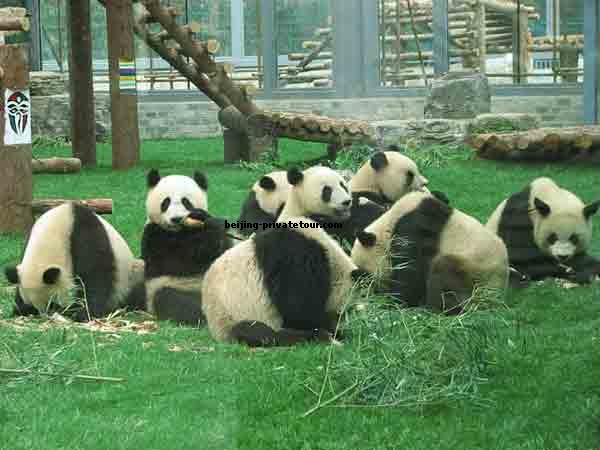 Have Fun One Day Beijing Tour of Beijing Zoo